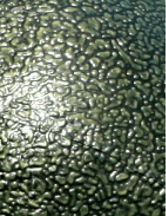 Struktur Latex Reptile Skin